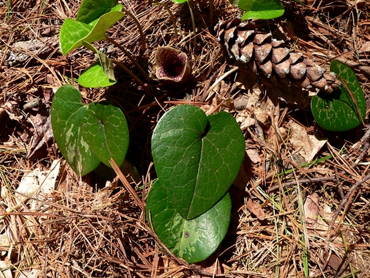 {Hexastylis shuttleworthii}